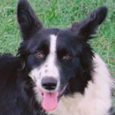 Mona was adopted in December, 2004